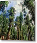 Giant Sequoias Sequoiadendron Gigantium Yosemite Metal Print