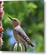 Gila Woodpecker Eating Cactus Fruit 1 Metal Print