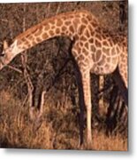 Giraffe Eating Too Metal Print