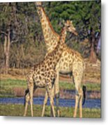 Giraffe Mother And Calf Metal Print
