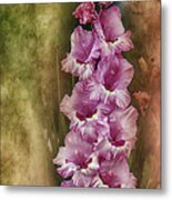 Gladiolus With Texture Overlay Metal Print