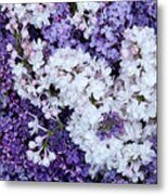 Glorious Lilacs Metal Print