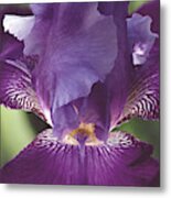 Glowing Iris Moody Midnight Nature / Floral / Botanical Photograph Metal Print
