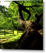 Gnarled Tree And Rustic Fence In Golden Hour Metal Print