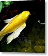 Gold Koi Fish Metal Print