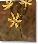 Golden Brodiaea, Wildflower, From The Side Metal Print