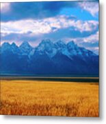 Golden Grasses And The Tetons Metal Print
