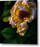 Golden Hour Yellow Rose Metal Print