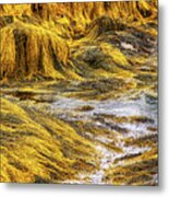 Golden Seaweed At Low Tide Metal Print