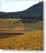 Golden Vines-victoria-australia Metal Print