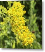 Goldenrod Metal Print