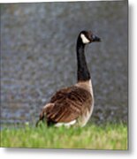 Goose Metal Print