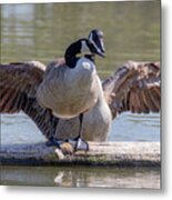 Goose Hugs - Canada Goose Mating Behavior Metal Print
