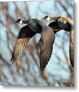 Goose With A Tail Gater Metal Print