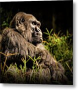 A Gorilla Named Choomba Metal Print