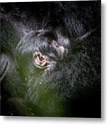 Gorilla Mother And Baby Metal Print