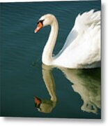 Graceful White Swan Floating Metal Print