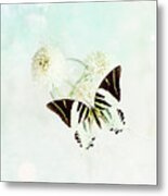 Graphium Androcles Swordtail Swallowtail Butterfly Over Blue Metal Print