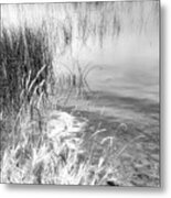 Grasses And Reeds Black And White Metal Print