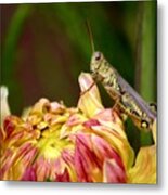 Grasshopper Love The Flowers Metal Print