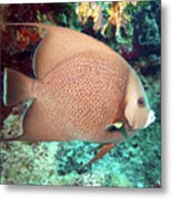 Gray Angelfish 32 Metal Print