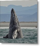 Gray Whale Breach Metal Print