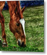 Grazing Metal Print