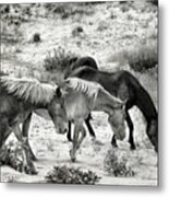 Grazing Metal Print