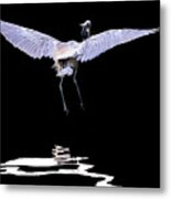 Great Blue Heron And Reflections Metal Print