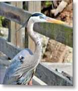 Great Blue Heron Down At The Pier Looking Out Yonder Metal Print