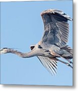 Great Blue Heron Flying With Its Wings Spread Metal Print