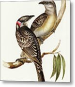 Great Bower Bird, Chlamydera Nuchalis Metal Print