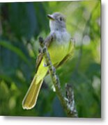 Great Crested Flycatcher Metal Print