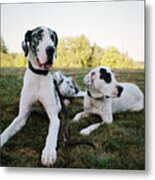 Great Dane And Pit Bull Mix Lying On Grassy Lawn Metal Print