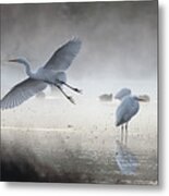 Great Egrets 3062-010820-2 Metal Print