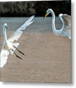 Great Egrets Face-off 3028-071221-2 Metal Print