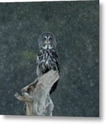 Great Gray Owl In Snowstorm Metal Print