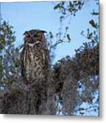 Great Horned Owl 2 Metal Print