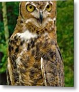 - Great Horned Owl 2 Metal Print