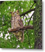 Great Horned Owl After A Rain, Being Pestered By Crows And A Squirrel Metal Print