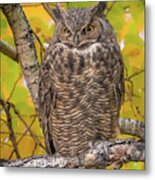 Great Horned Owl Metal Print