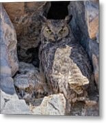 Great Horned Owl Nest Metal Print