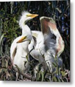 Great White Egret Chicks Flapping Wings In Their Nest Metal Print