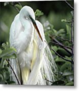 Great White Egret In Early Morning Light Metal Print