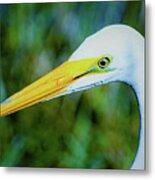 Great White Egret Profile In Arctic Blues Metal Print