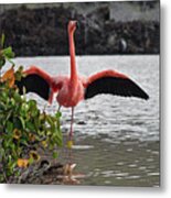 Greater Flamingo Or American Flamingo - Galapagos Metal Print