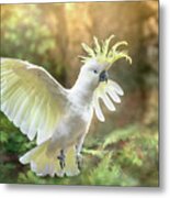 Greater Sulphur-crested Cockatoo - Flight Metal Print