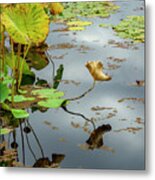 Green And Gold Pond Plants Metal Print