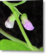 Green Bean Plant With Flowers Metal Print