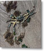 Green Crab Metal Print